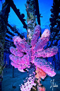 Sponges and soft corals cover this wreck off Nassau. This... by Steven Anderson 